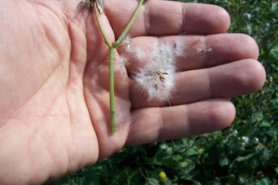 Annual Sow Thistle, Sonchus oleraceus Annual Sow Thistle, Sonchus oleraceus