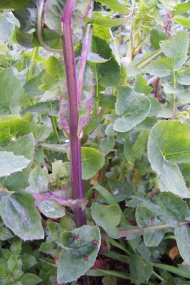 Annual Sow Thistle, Sonchus oleraceus Annual Sow Thistle, Sonchus oleraceus