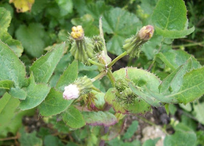 Annual Sow Thistle, Sonchus oleraceus Annual Sow Thistle, Sonchus oleraceus