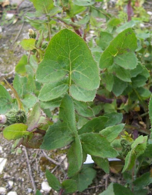 Annual Sow Thistle, Sonchus oleraceus Annual Sow Thistle, Sonchus oleraceus