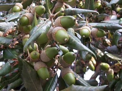 Quercus ilex,
ch&ecirc;ne vert,
Elce,
encina,
evergreen oak,
holly oak,
holm oak,
Ilici,
Leccio