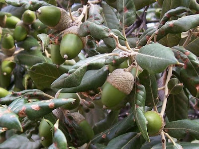 Quercus ilex,
ch&ecirc;ne vert,
Elce,
encina,
evergreen oak,
holly oak,
holm oak,
Ilici,
Leccio