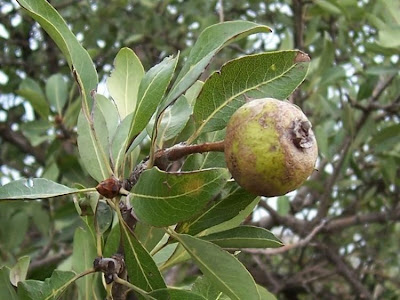 Almond-leaf Pear, Pyrus amygdaliformis Almond-leaf Pear, Pyrus amygdaliformis