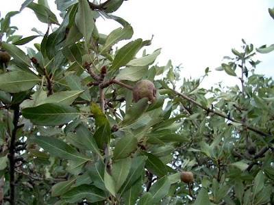 Almond-leaf Pear, Pyrus amygdaliformis Almond-leaf Pear, Pyrus amygdaliformis