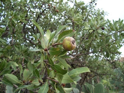 Almond-leaf Pear, Pyrus amygdaliformis Almond-leaf Pear, Pyrus amygdaliformis