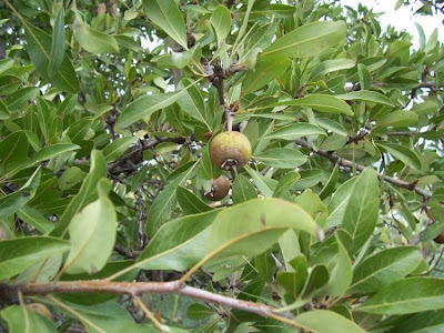 Almond-leaf Pear, Pyrus amygdaliformis Almond-leaf Pear, Pyrus amygdaliformis