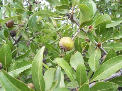 Almond-leaf Pear, Pyrus amygdaliformis Almond-leaf Pear, Pyrus amygdaliformis