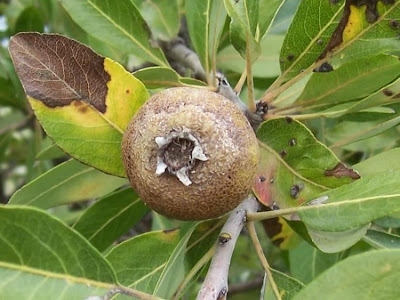 Almond-leaf Pear, Pyrus amygdaliformis Almond-leaf Pear, Pyrus amygdaliformis