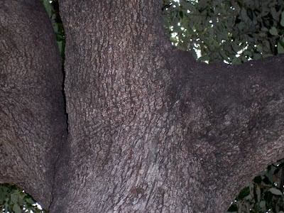 Quercus ilex,
ch&ecirc;ne vert,
Elce,
encina,
evergreen oak,
holly oak,
holm oak,
Ilici,
Leccio