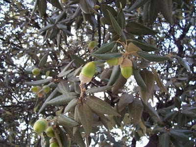 Quercus ilex,
ch&ecirc;ne vert,
Elce,
encina,
evergreen oak,
holly oak,
holm oak,
Ilici,
Leccio