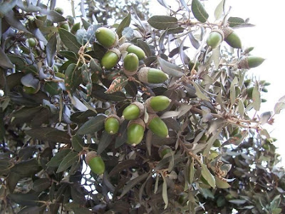 Quercus ilex,
ch&ecirc;ne vert,
Elce,
encina,
evergreen oak,
holly oak,
holm oak,
Ilici,
Leccio