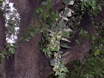 Quercus ilex,
ch&ecirc;ne vert,
Elce,
encina,
evergreen oak,
holly oak,
holm oak,
Ilici,
Leccio