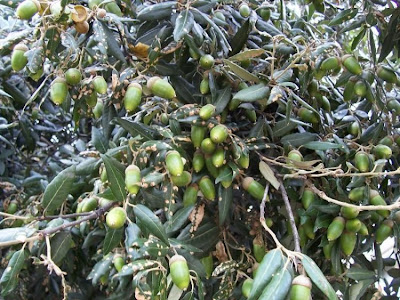 Quercus ilex,
ch&ecirc;ne vert,
Elce,
encina,
evergreen oak,
holly oak,
holm oak,
Ilici,
Leccio