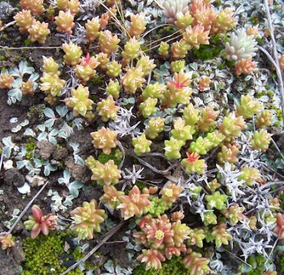 Broad Leaved Stonecrop