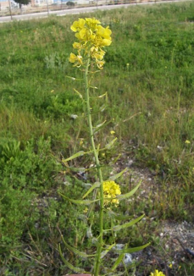 Yellow Mustard Yellow Mustard