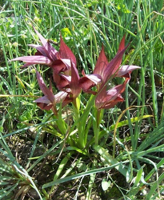 Eastern Tongue Orchid