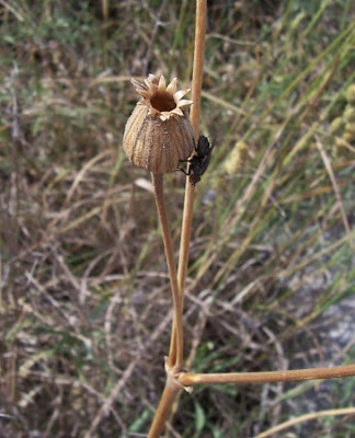 Bladder-campion Bladder-campion