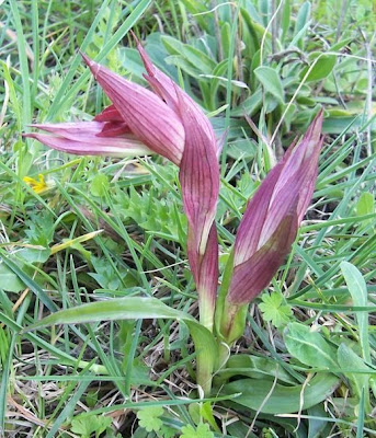 Eastern Tongue Orchid