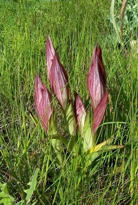 Apulian Tongue Orchid Apulian Tongue Orchid