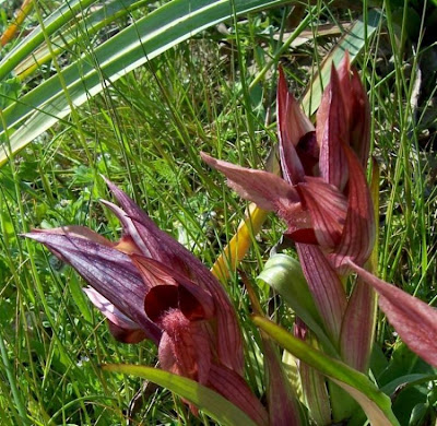 Apulian Tongue Orchid Apulian Tongue Orchid