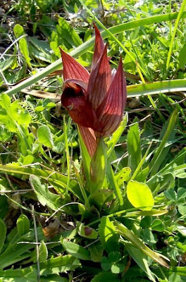 Apulian Tongue Orchid Apulian Tongue Orchid