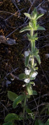 Common Sideritis Common Sideritis