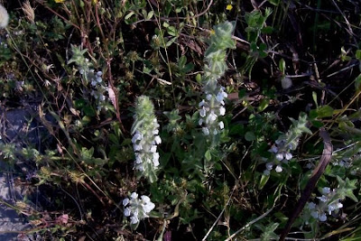 Common Sideritis Common Sideritis