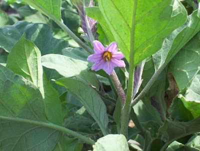 Brinjal eggplant