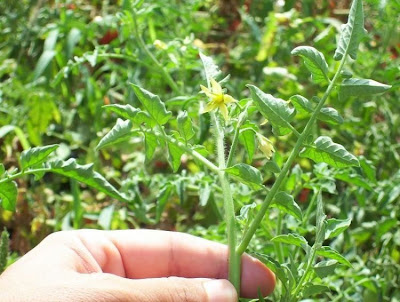 Garden tomato