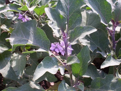 Brinjal eggplant