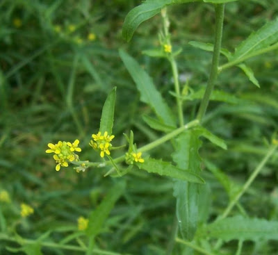 Hedgemustard Hedgemustard