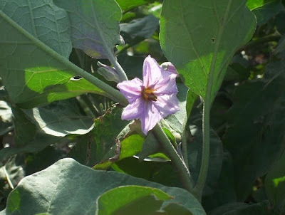 Brinjal eggplant
