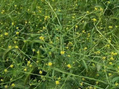 Hedgemustard Hedgemustard