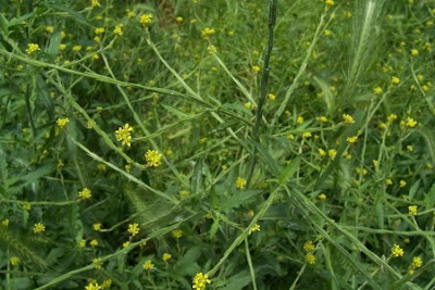 Hedgemustard Hedgemustard