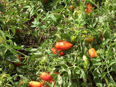 Garden tomato