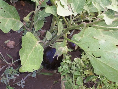 Brinjal eggplant