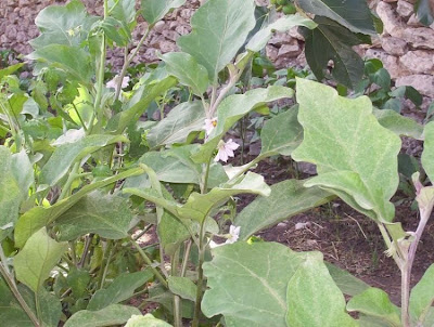 Brinjal eggplant