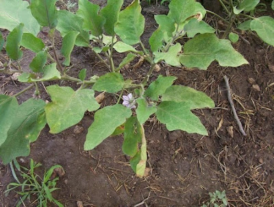 Brinjal eggplant