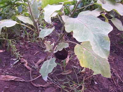 Brinjal eggplant