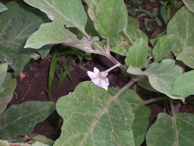 Brinjal eggplant