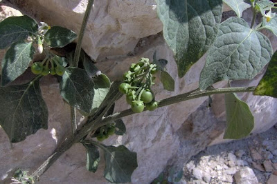 Garden nightshade