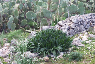 Urginea maritima,
Meerzwiebel,
red squill,
red-squill,
Scilla marittima,
Sea squill,
sea-onion,
sea-squill,
squill,
Squilla,
White Squill
