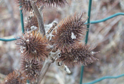 Xanthium strumarium,
Bardana minuta,
bardana-menor,
cadillo com&uacute;n,
California-bur,
Canada cockleburr,
carrapicho-de-carneiro,
carrapicho-grande,
cocklebur,
cockleburr,
common cocklebur,
Gew&ouml;hnliche Spitzklette,
kankerroos