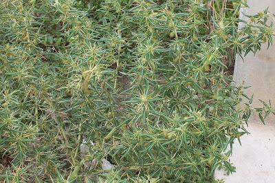 Xanthium spinosum,
Bathurst burr,
Bathurst-bur,
boetebos,
cachurrera menor,
carrapicho-de-Santa-Helena,
cocklebur,
dornige Spitzklette,
lampourde &eacute;pineuse,
Nappola spinosa,
pegotes,
pica-tr&ecirc;s,
prickly burweed,
spiny cocklebur