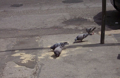 Common Pigeon Common Pigeon