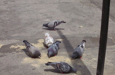 Common Pigeon Common Pigeon