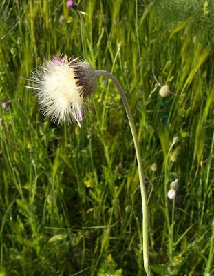 Bunte Distel Bunte Distel