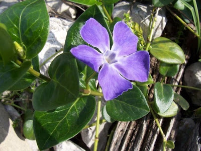 Vinca major L.