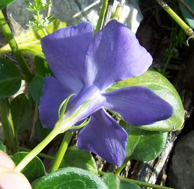 Greater periwinkle