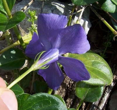 Greater periwinkle